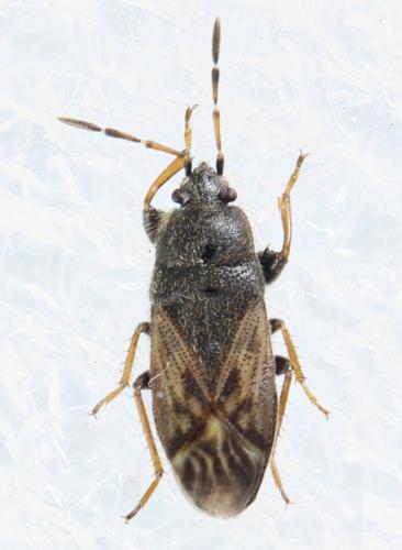 Megalonotus sabulicola